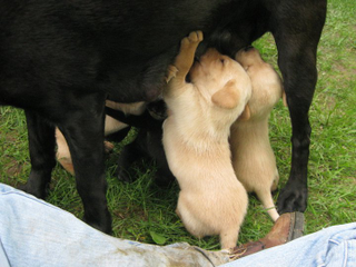 Illustration for article titled Fair warning - there will be cuteness